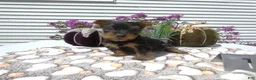 Yorkshire Terrier dogs for sale: Yorkshire Terrier 1 Marko - Ad 3