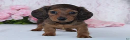 Miniature Dachshund dogs for sale: Havan - Ad 6