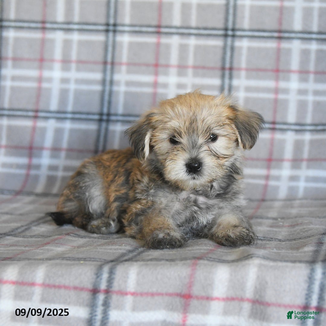 Morkie dogs for sale: Vinnie - Ad 5