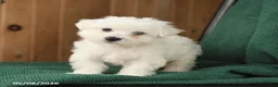 Westiepoo dogs for sale: Frank  - Ad 3