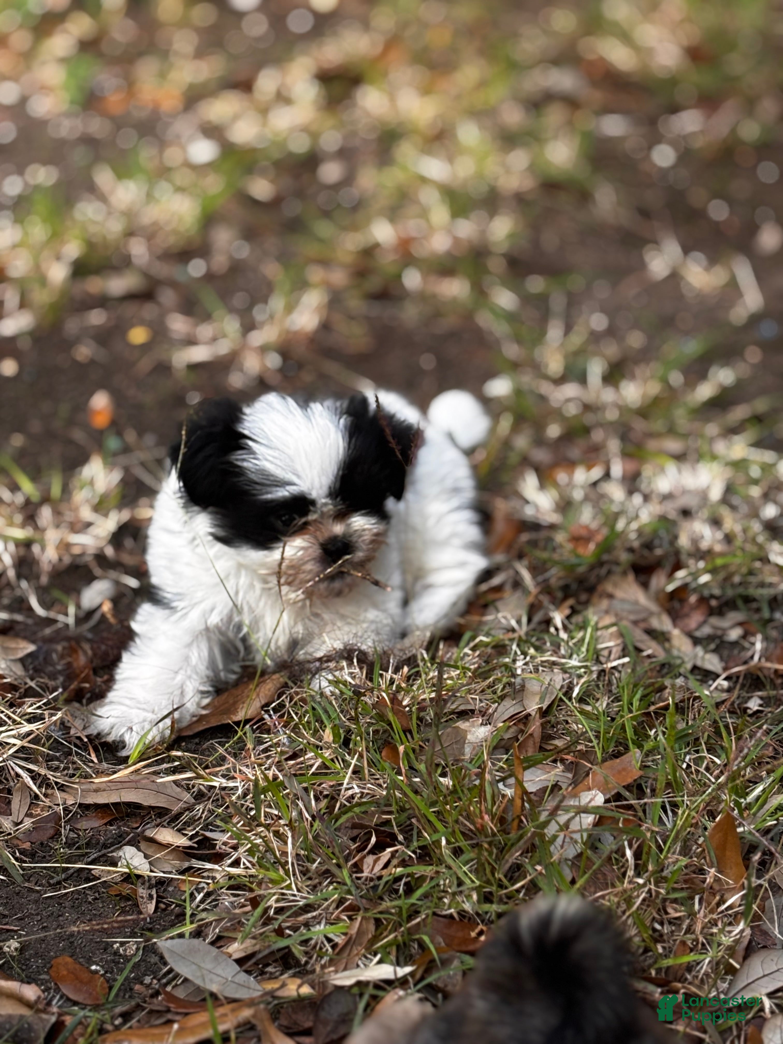 Shih Tzu dogs Shih Tzu Puppy 1 - Ad 1