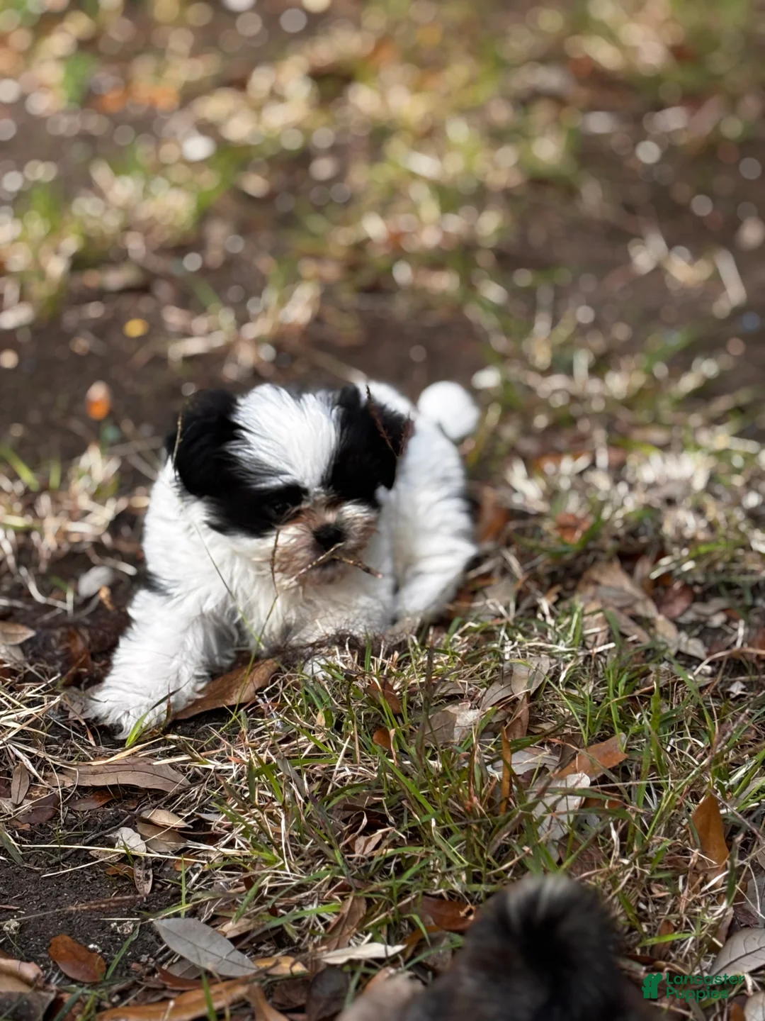 Shih Tzu dogs for sale: Shih Tzu Puppy 1 - Ad 1