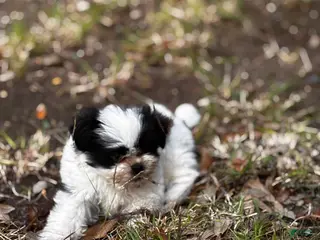 Shih Tzu dogs Shih Tzu Puppy 1 - Ad 1
