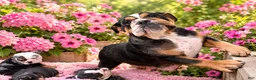 English Bulldog dogs for sale: Princess - Ad 5