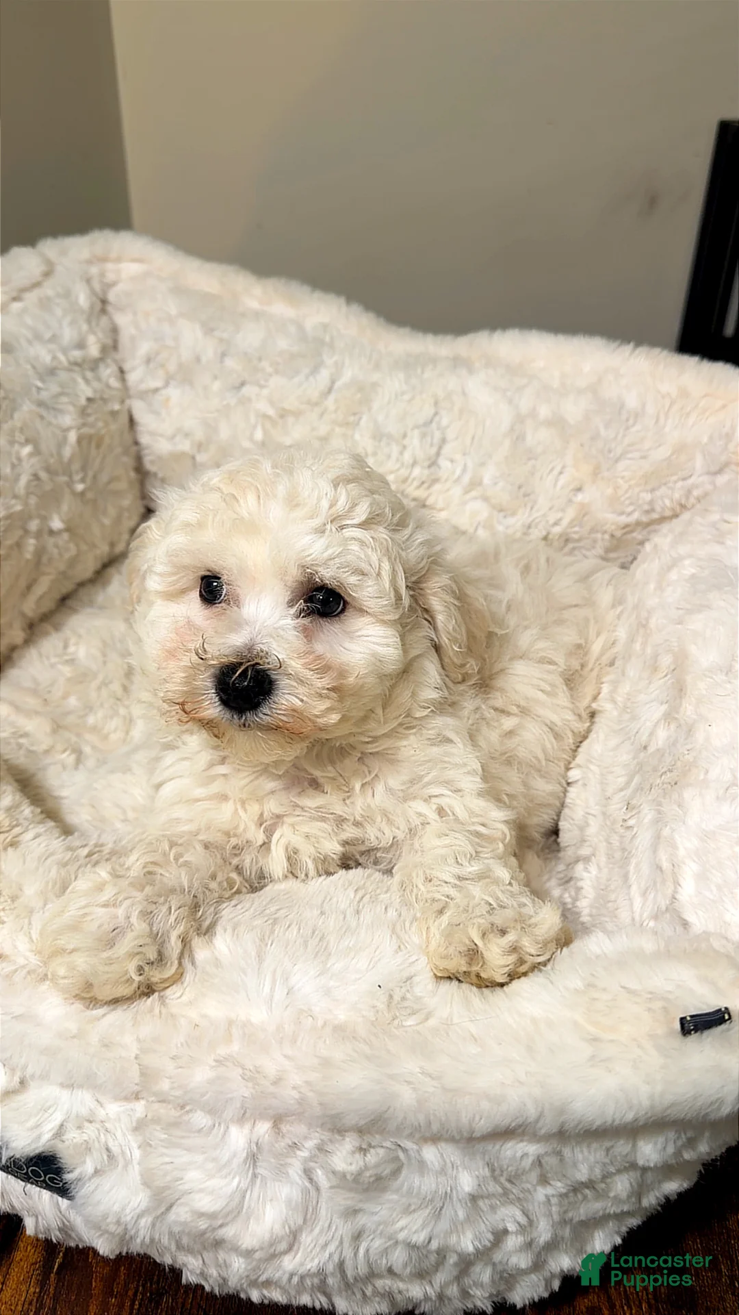 Maltipoo dogs for sale: Ziggy  - Ad 2