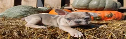 Mixed Breed dogs for sale: Beau - Ad 4