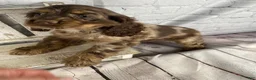 Cocker Spaniel dogs for sale: Pebbles - Ad 3