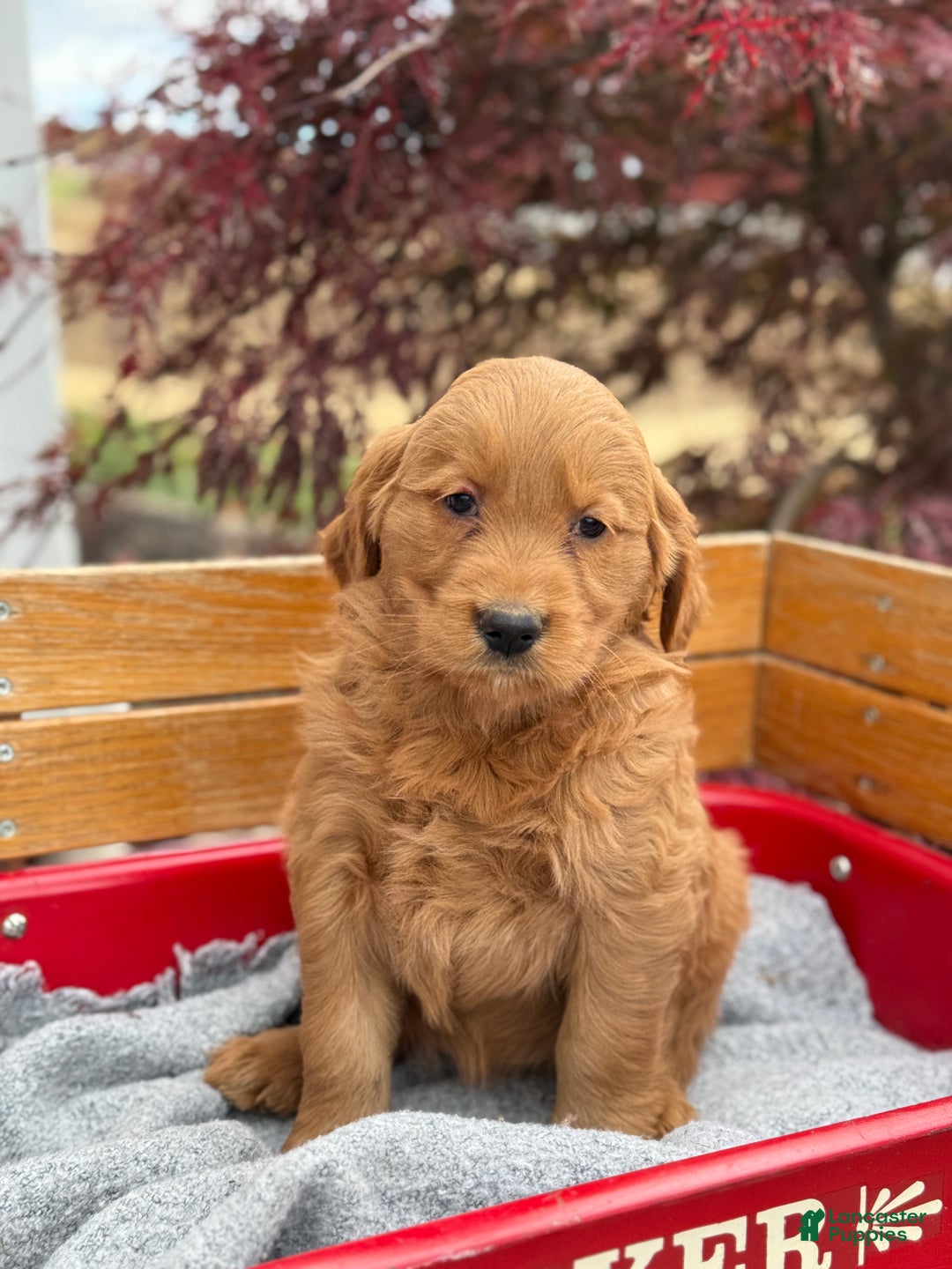 Goldendoodle dogs for sale: Bunnie - Ad 6