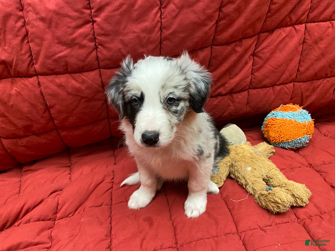 Border Collie dogs for sale: Ampo - Ad 6