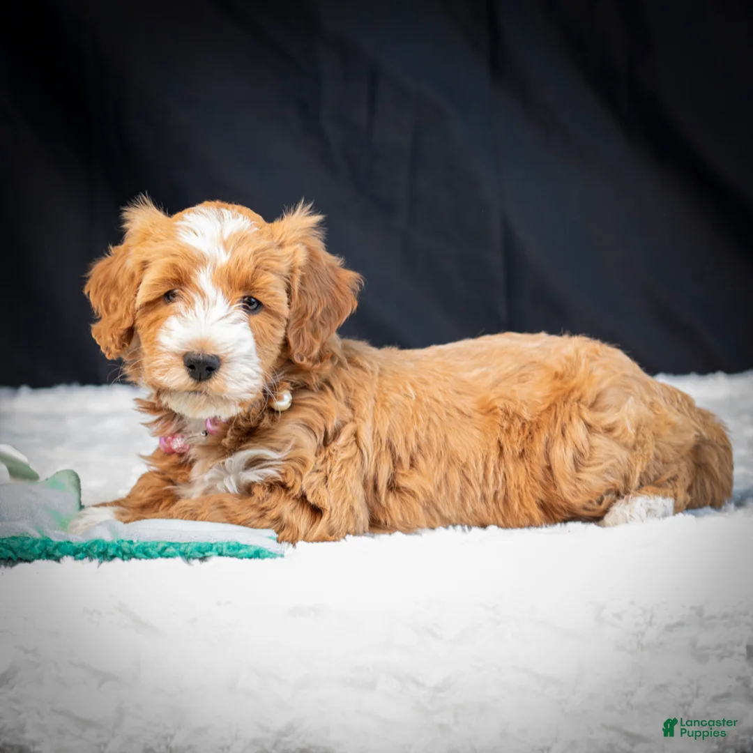Mini Goldendoodle dogs for sale: Bubbles - Ad 3