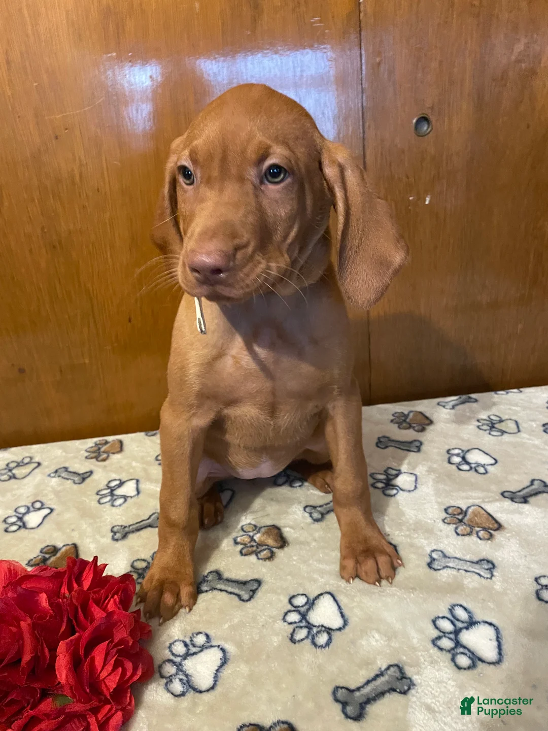 Vizsla dogs for sale: Stella - Ad 2