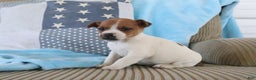 Jack Russell Terrier dogs for sale: Sierra - Ad 3