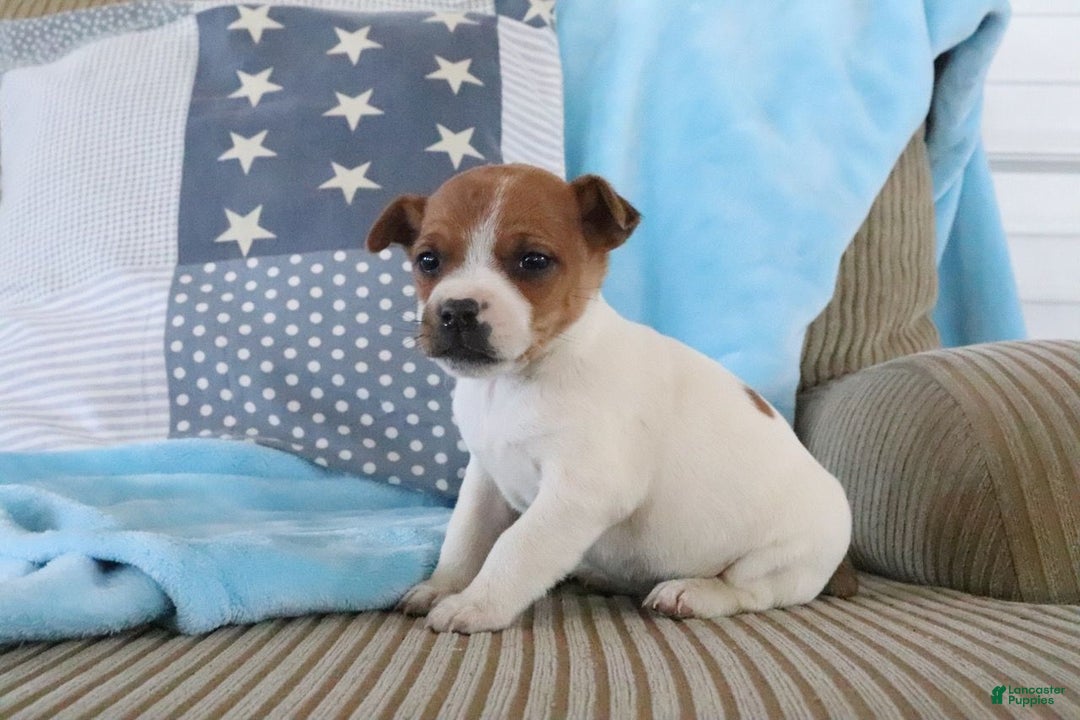 Jack Russell Terrier dogs for sale: Sierra - Ad 3