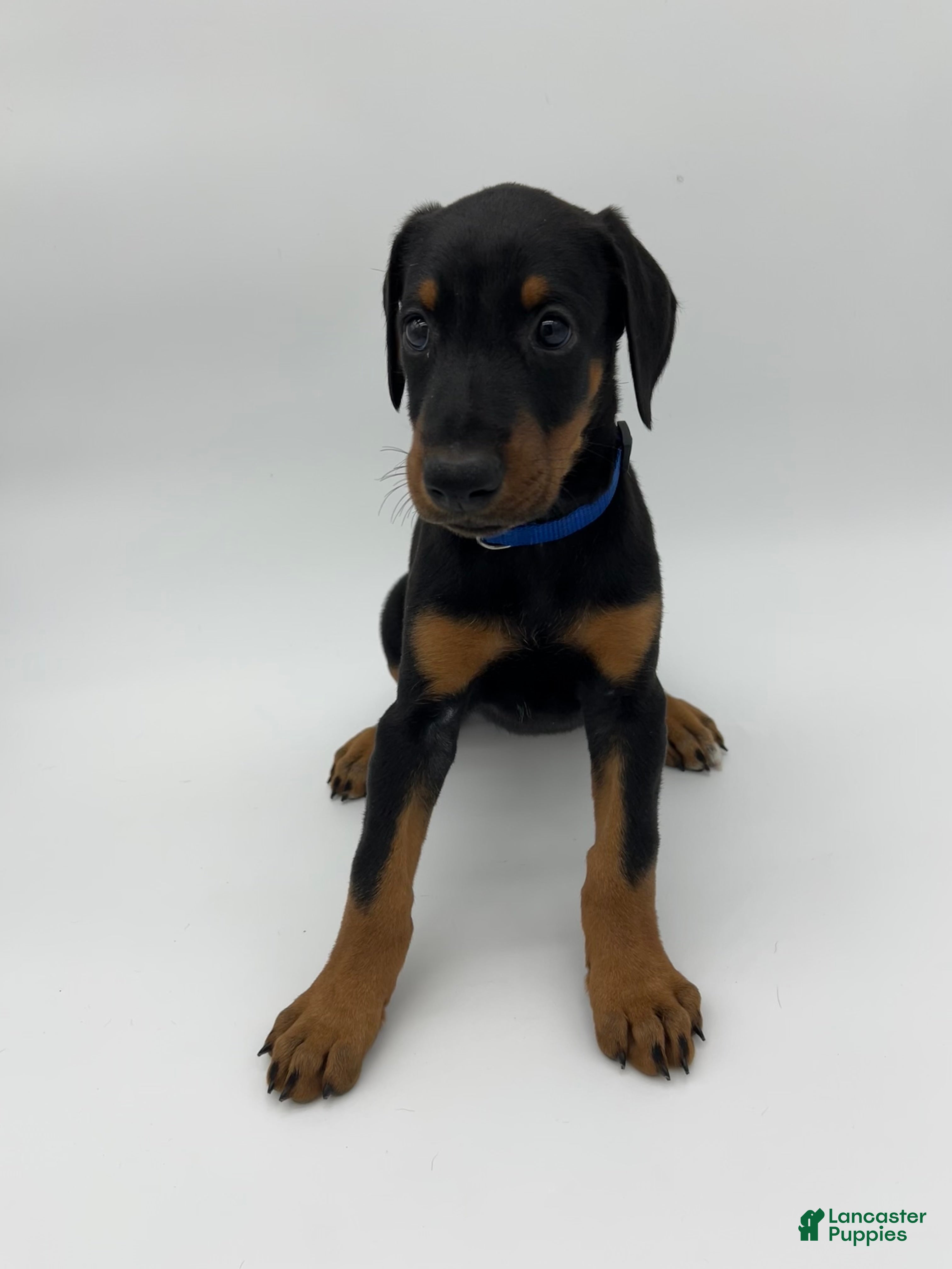 Doberman Pinscher dogs Blue - Ad 17