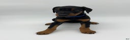 Doberman Pinscher dogs for sale: Blue - Ad 1