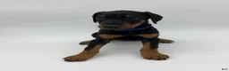 Doberman Pinscher dogs for sale: FULL AKC - Blue - Ad 11