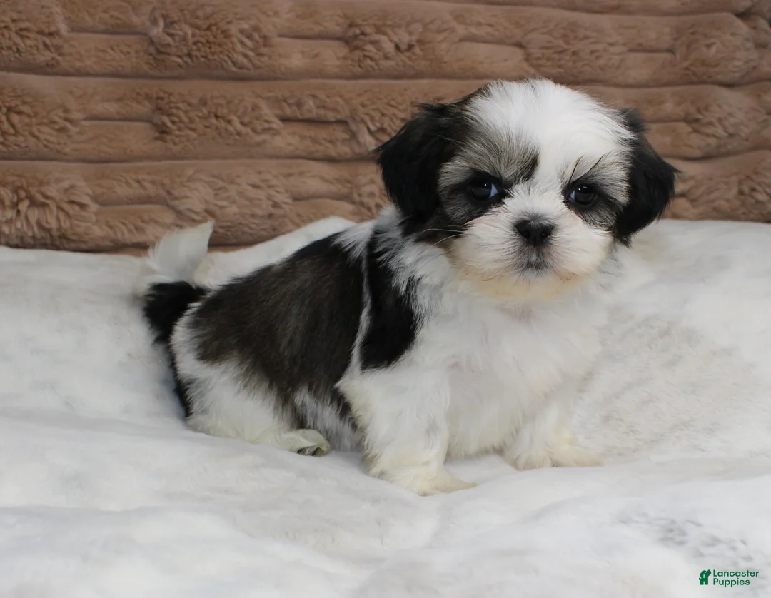 Shih Tzu dogs for sale: Zeke - Ad 2