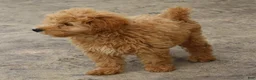 Mini Goldendoodle dogs for sale: Felix - Ad 4