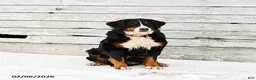 Bernese Mountain Dog dogs for sale: Montana - Ad 4