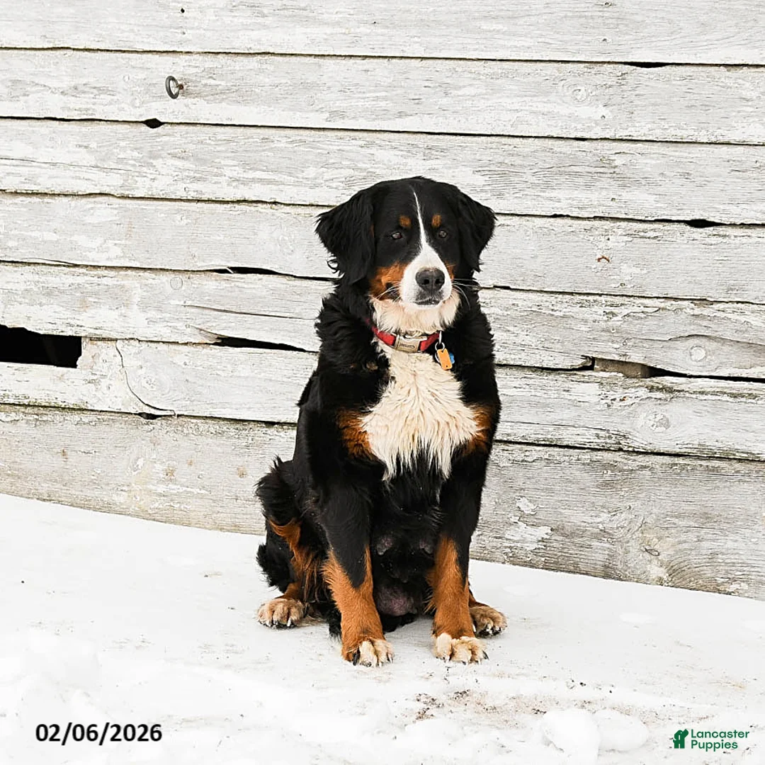 Bernese Mountain Dog dogs for sale: Montana - Ad 4