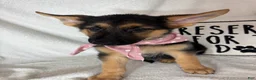 German Shepherd dogs for sale: Gladys - Ad 1