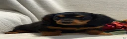 Miniature Dachshund dogs for sale: Pearl - Ad 4