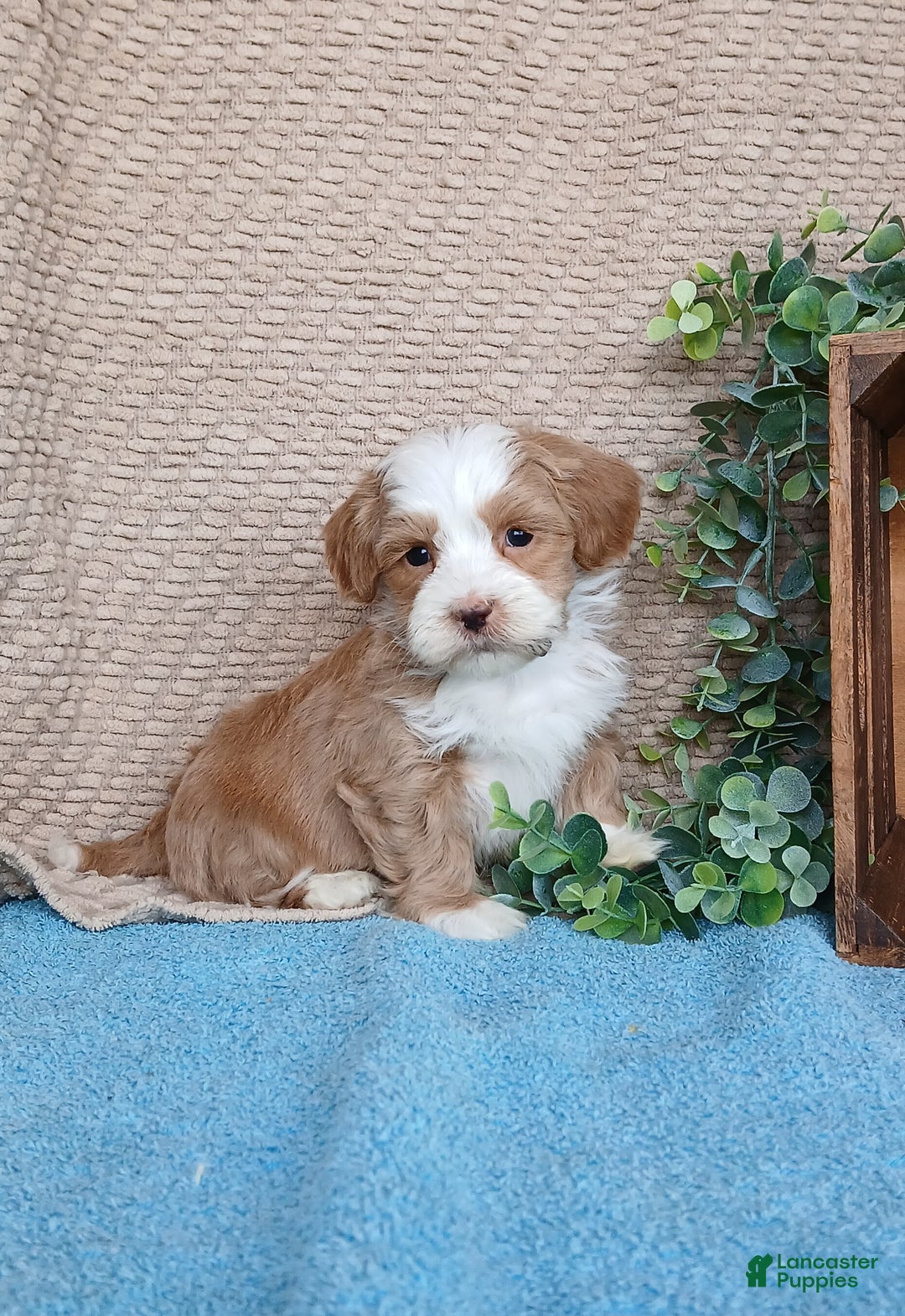 Havanese dogs for sale: Marsh  - Ad 4