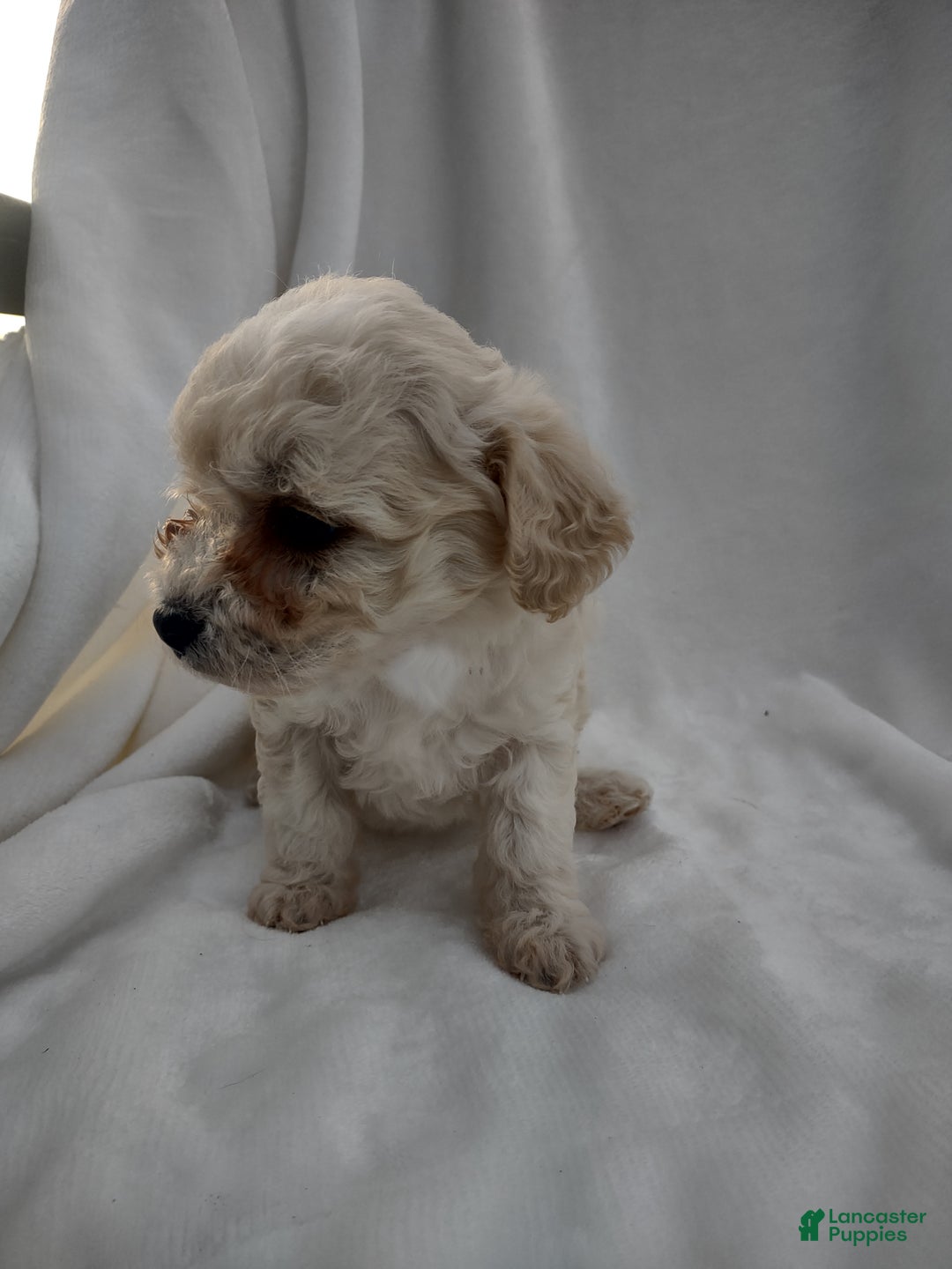 Chipoo dogs for sale: Janeen - Ad 10