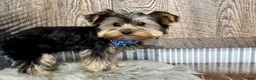 Yorkshire Terrier dogs for sale: Lance - Ad 9