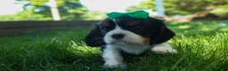 Cavalier King Charles Spaniel dogs for sale: Maxwell 🐾🐶 - Ad 11