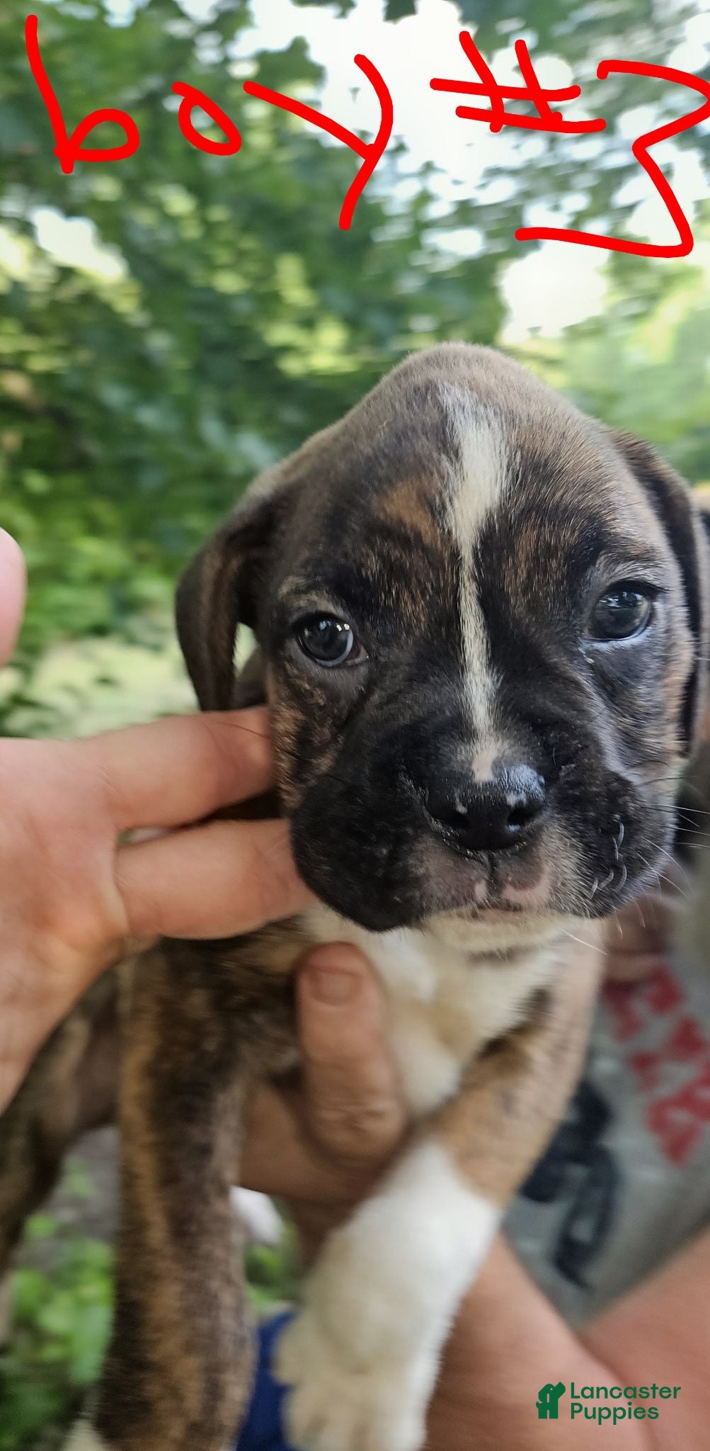 Boxer dogs Boxer 3 - Ad 22