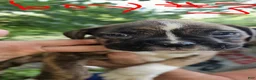 Boxer dogs for sale: Boxer 3 - Ad 1