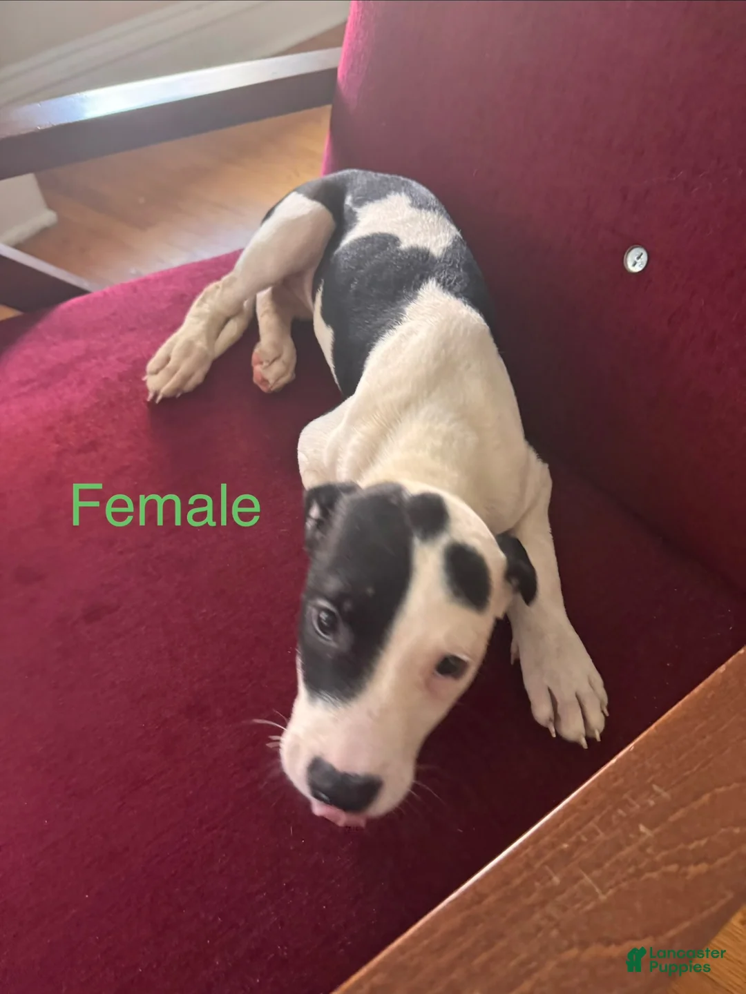 Mixed Breed dogs for sale: Mixed Breed 3 - Ad 1