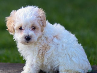 Maltipoo dogs - Ad 29