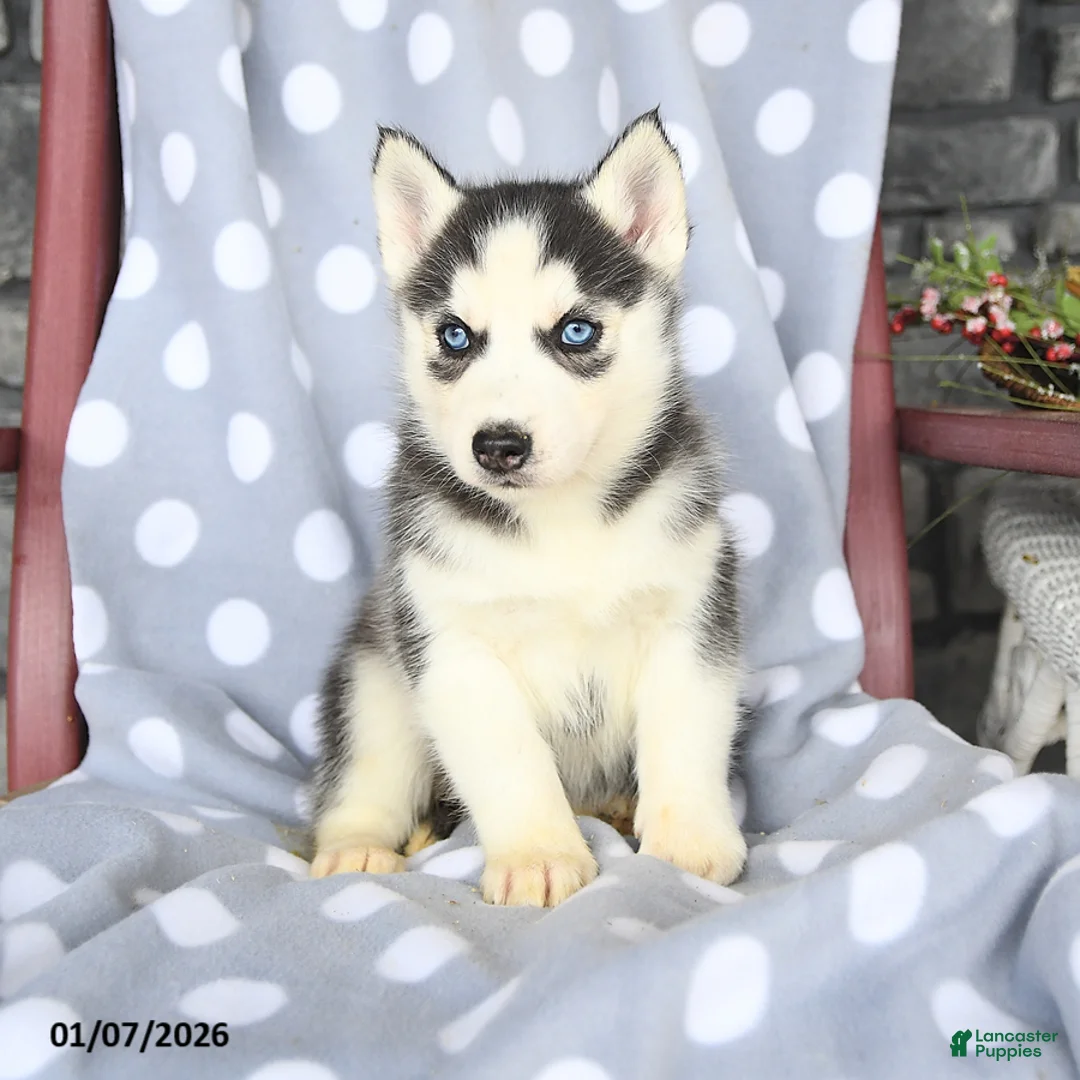 Siberian Husky dogs for sale: Cresent - Ad 2
