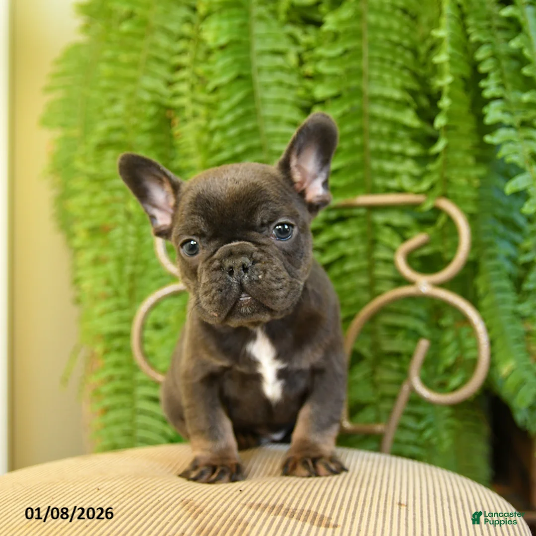 French Bulldog dogs for sale: Texas - Ad 13