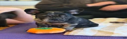 French Bulldog dogs for sale: Dolce - Ad 6