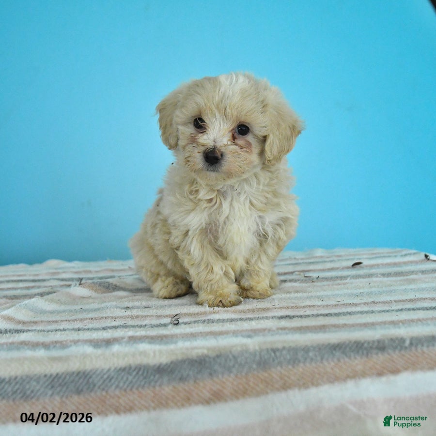 Maltipoo dogs Leo - Ad 1