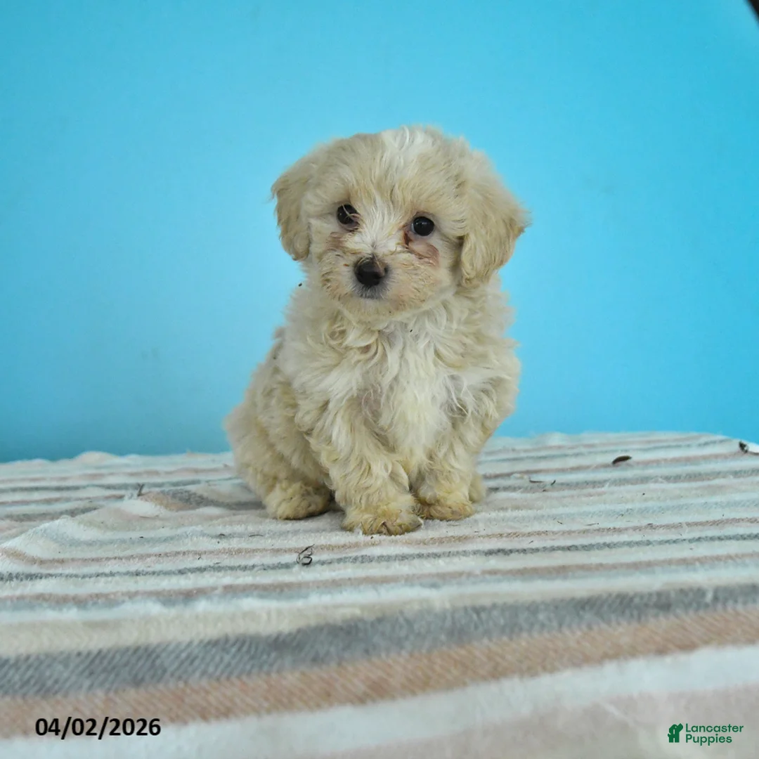 Maltipoo dogs for sale: Leo - Ad 1