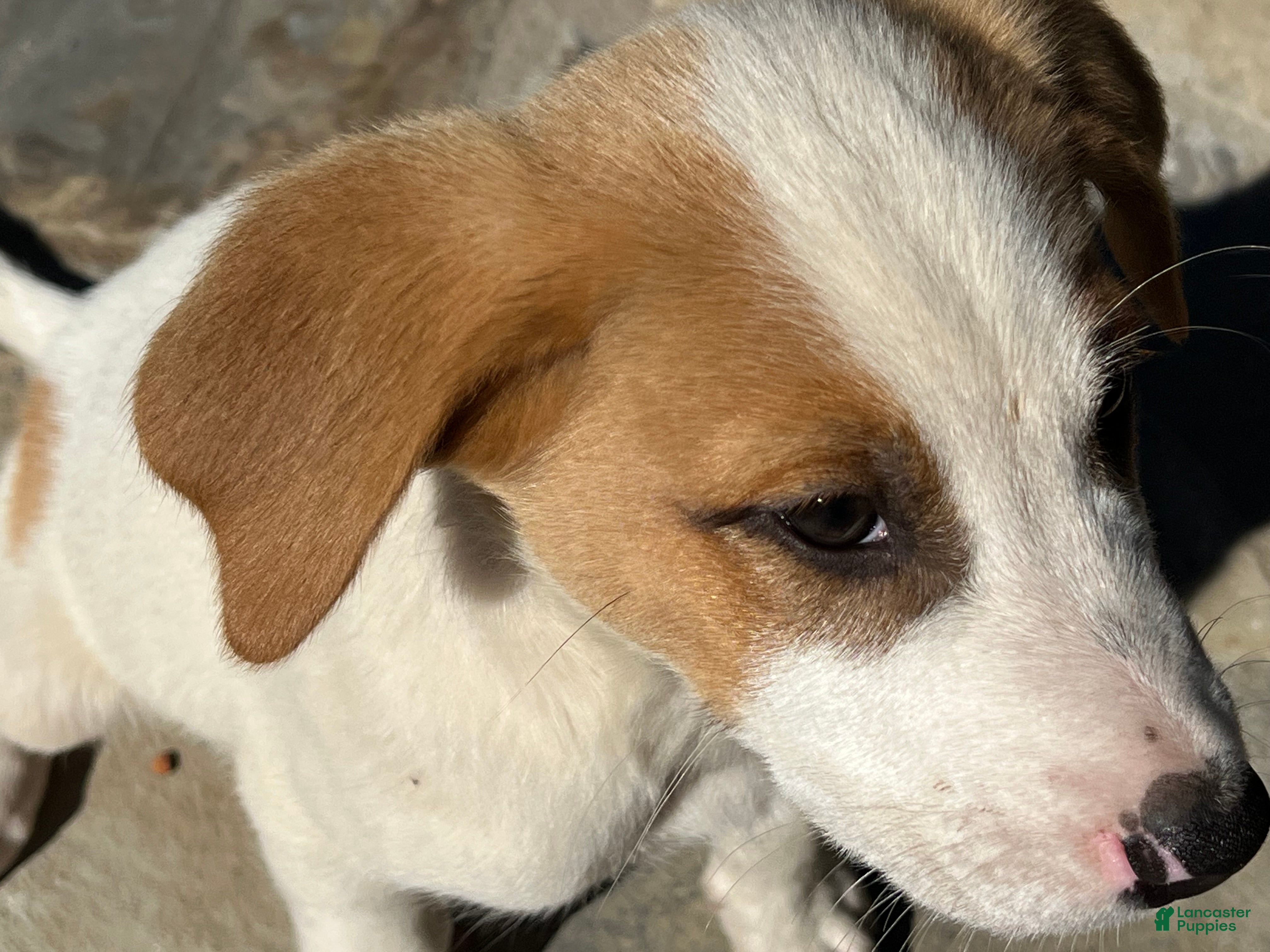 Mixed Breed dogs for sale: Mixed Breed puppy #3 - Ad 2
