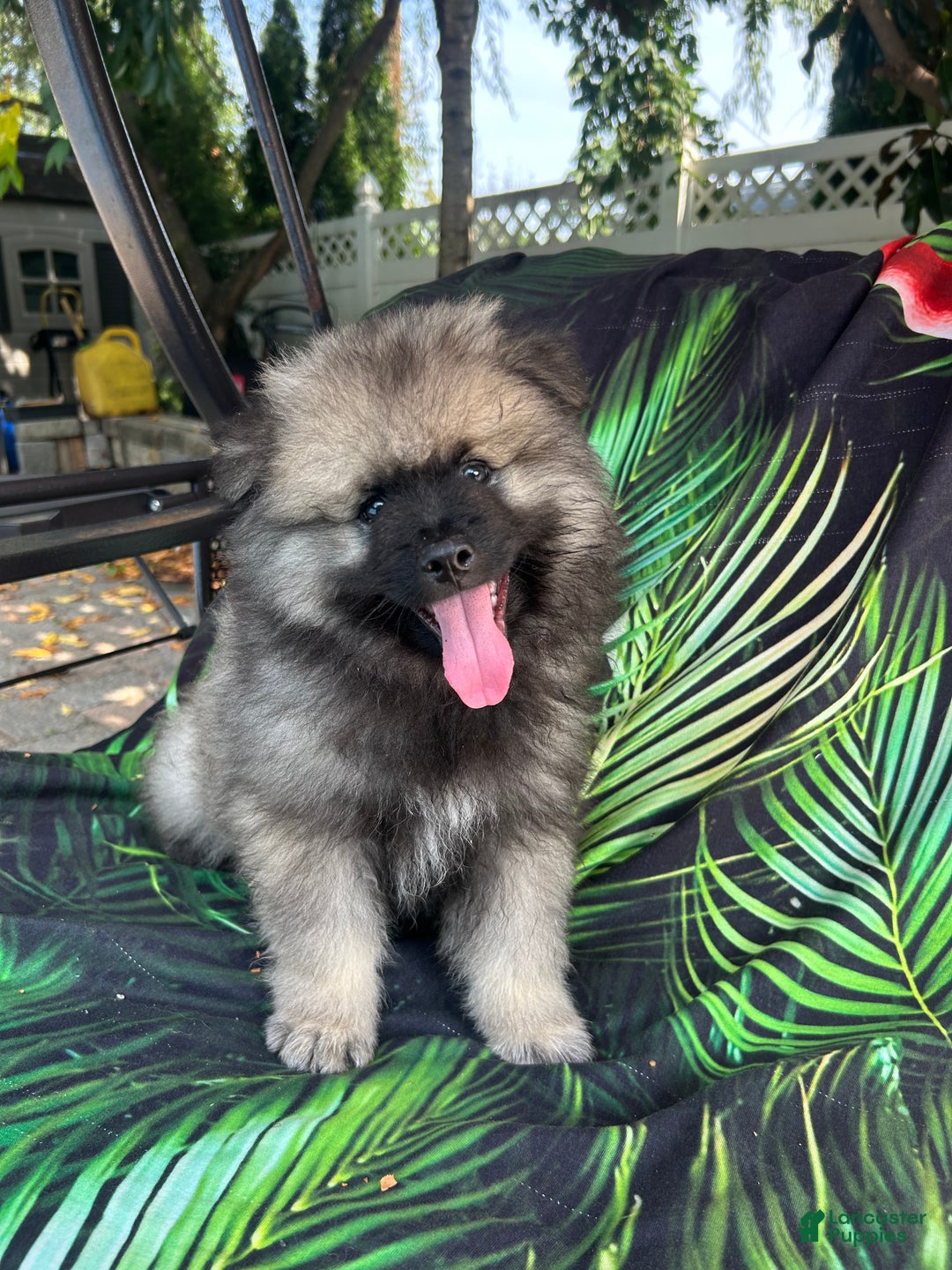 Keeshond dogs for sale: Buddy - Ad 5