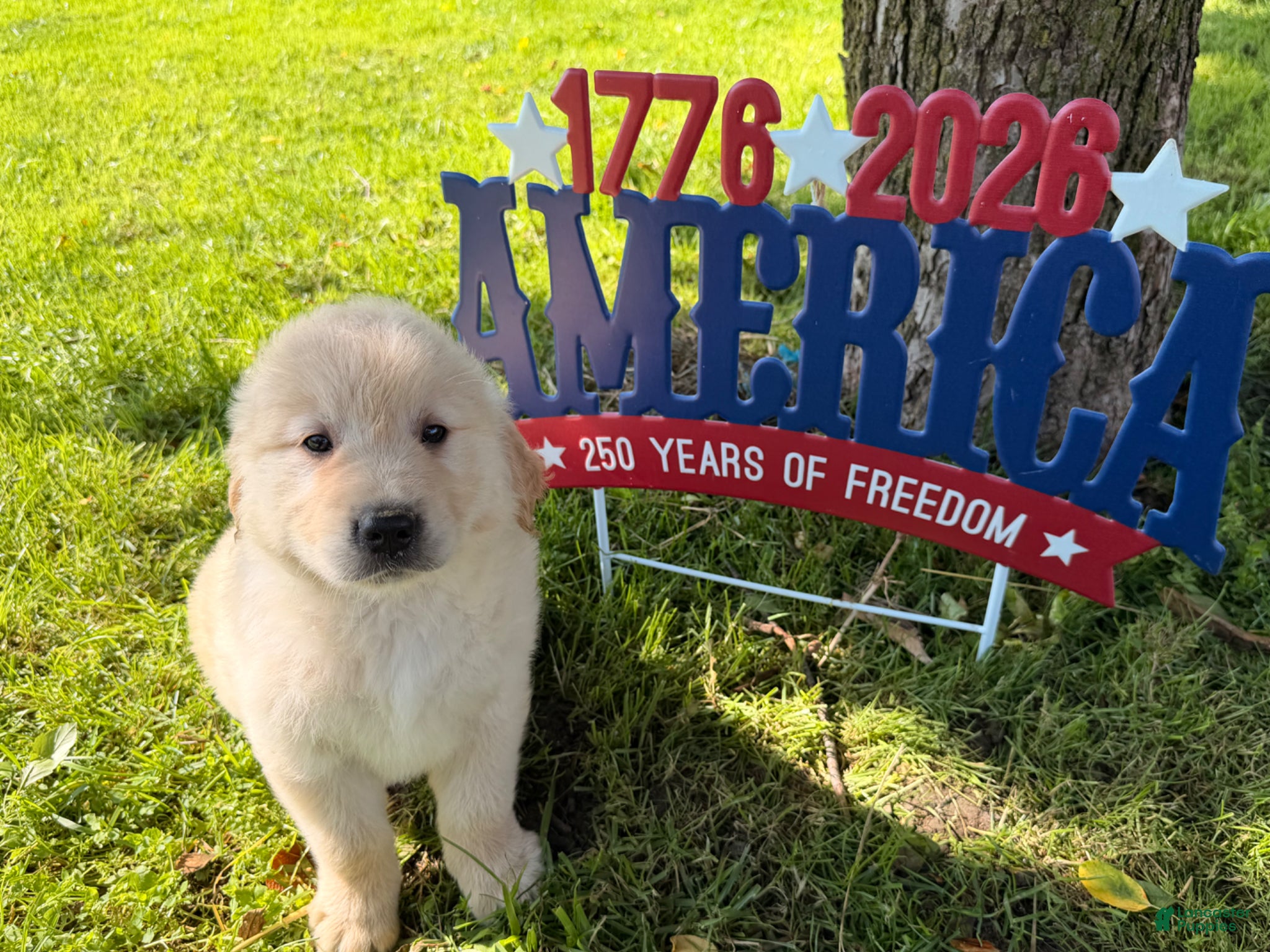 Golden Retriever dogs Pebbles  - Ad 2