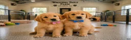 Golden Retriever dogs for sale: Tucker - Ad 7