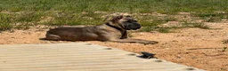 Cane Corso dogs for sale: Nova - Ad 5