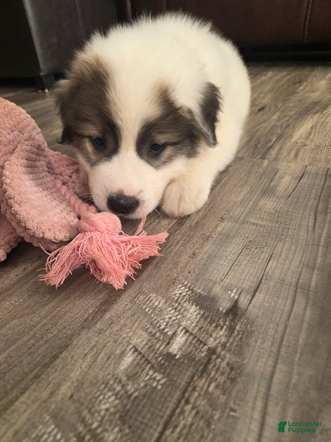 Great Pyrenees dogs for sale: Robin - Ad 1