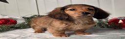 Miniature Dachshund dogs for sale: Shelly - Ad 4