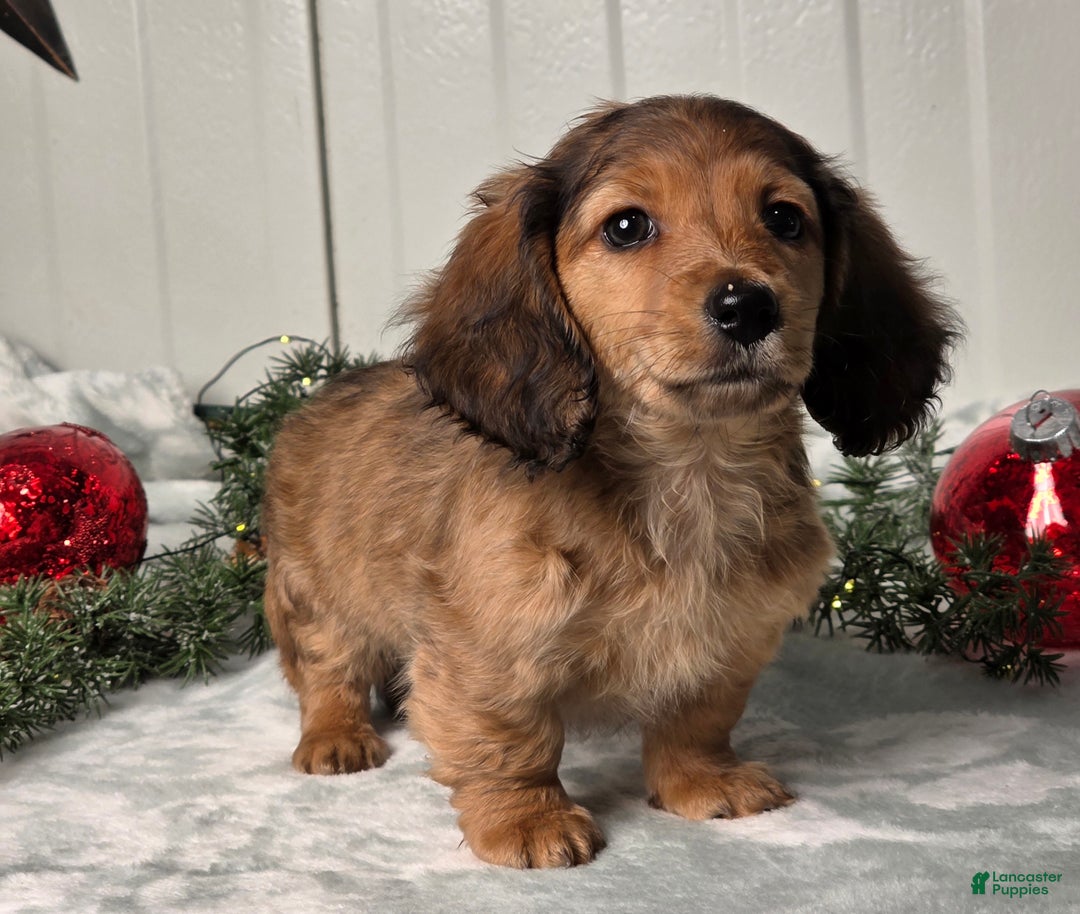 Miniature Dachshund dogs for sale: Shelly - Ad 4
