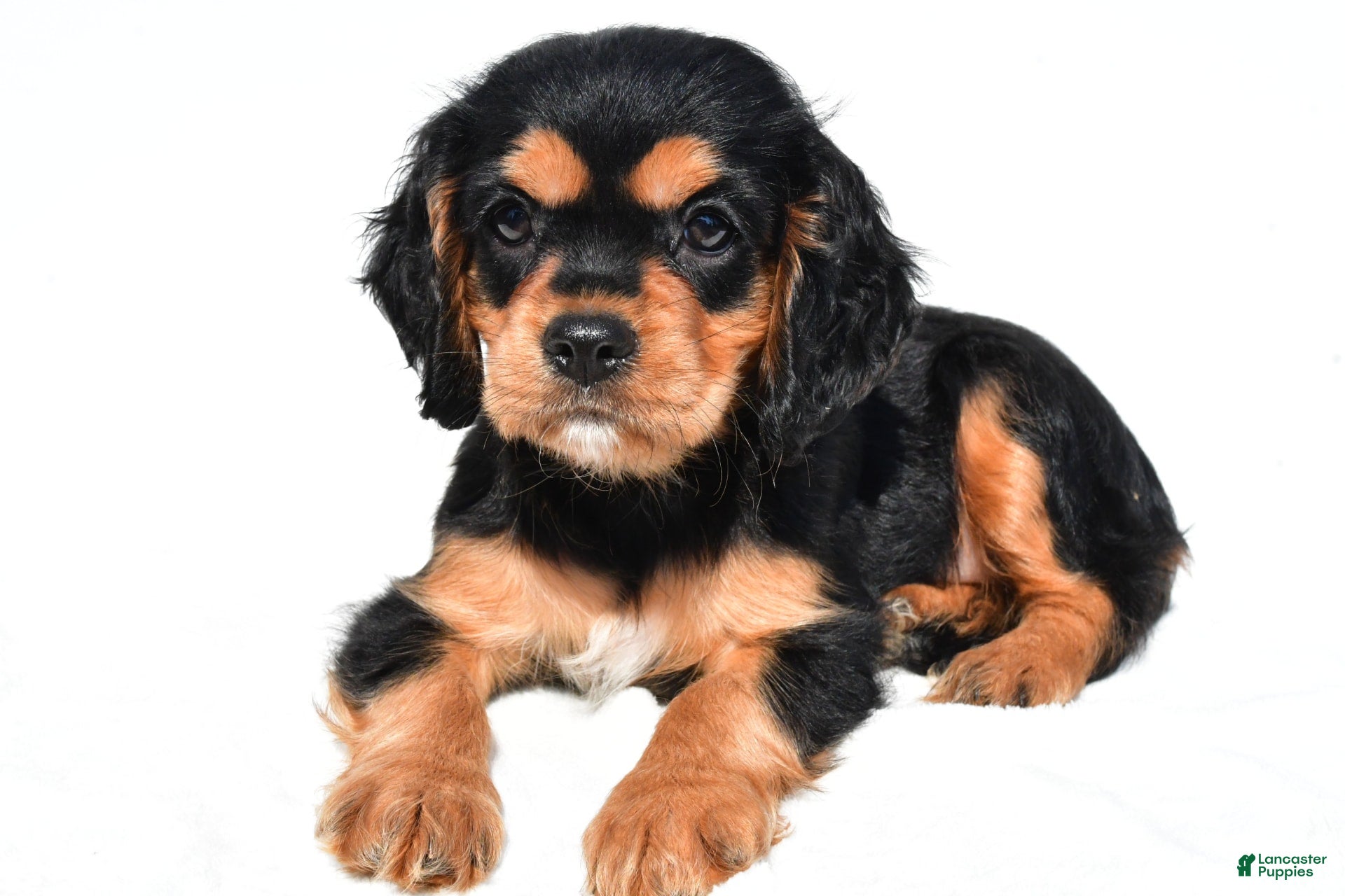 Cockalier dogs Vail - Ad 1