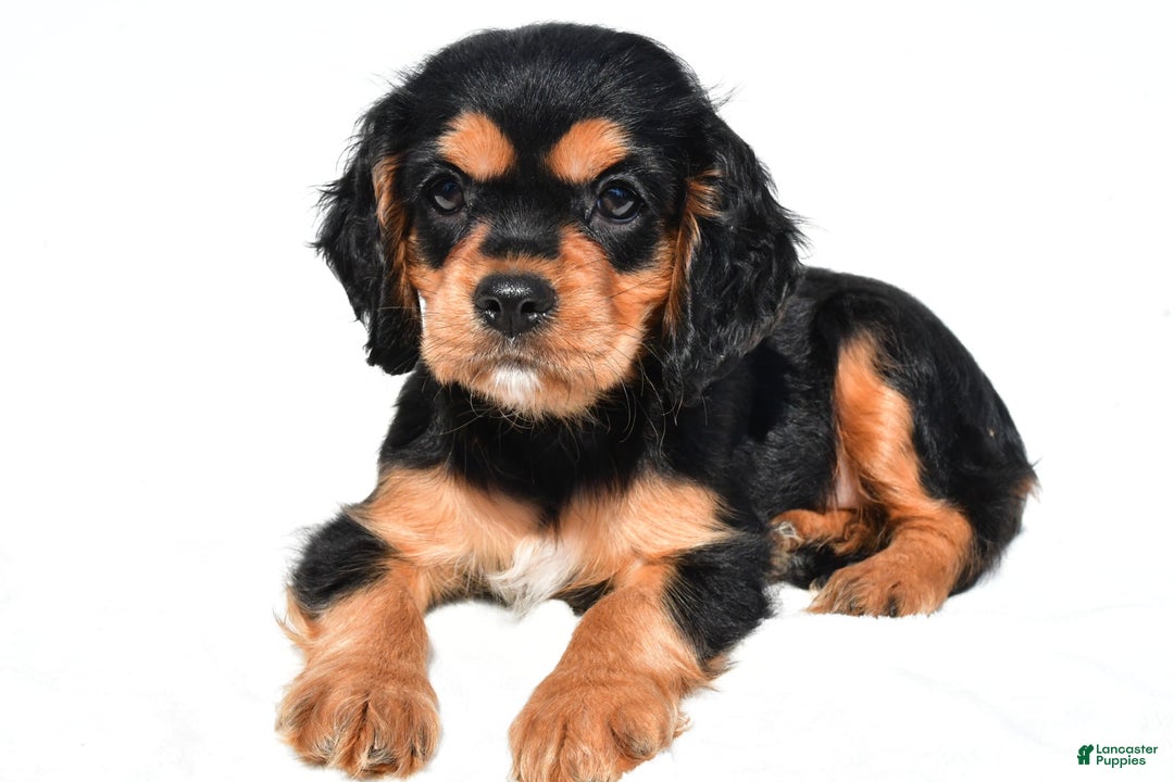 Cockalier dogs for sale: Vail - Ad 1