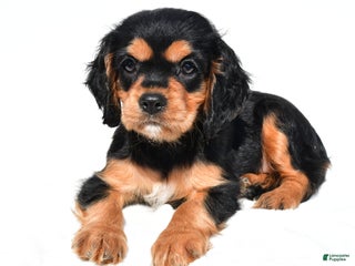 Cockalier dogs Vail - Ad 1